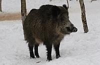 Znów polują w lasach pełnych spacerowiczów. Do pierwszej tragedii?