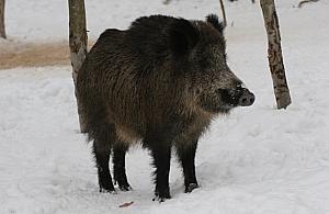 Znów polują w lasach pełnych spacerowiczów. Do pierwszej tragedii?