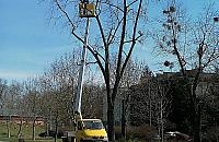 Starym drzewom zagraża jemioła. Wkrótce nie będzie cienia w parkach?