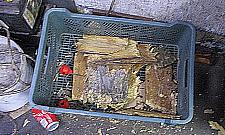 Truciciel z Elsnerowa ukarany