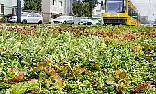 Zielone torowiska na Bródnie. Pomysł budzi kontrowersje