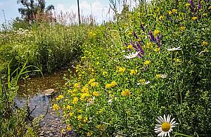 Skwerki Syrenki. Nowy pomysł dla Żoliborza