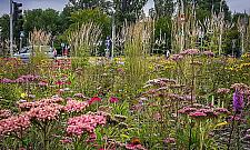 Skwerki Syrenki. Nowy pomysł dla Żoliborza