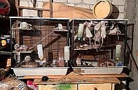 Hodowla szczurów wymknęła się spod kontroli