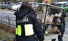 Hodowla szczurów wymknęła się spod kontroli
