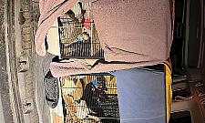 Hodowla szczurów wymknęła się spod kontroli