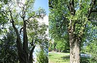 Rusza druga edycja ratowania żoliborskich drzew