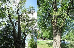 Rusza druga edycja ratowania żoliborskich drzew