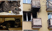 Uratował koty, sam zginął. Tragiczny finał pożaru