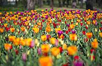 Tysiące różnobarwnych kwiatów na Sadach Żoliborskich?