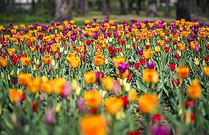 Tysiące różnobarwnych kwiatów na Sadach Żoliborskich?