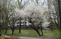 Czy na Sadach Żoliborskich brakuje drzew owocowych? Zdania są podzielone