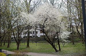 Czy na Sadach Żoliborskich brakuje drzew owocowych? Zdania są podzielone