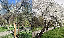 Czy na Sadach Żoliborskich brakuje drzew owocowych? Zdania są podzielone