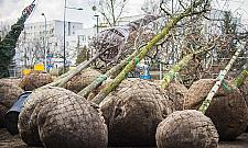 Skwer Krasińskiego zazielenia się na wiosnę. Kiedy koniec metamorfozy?