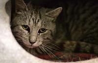 Wesprzemy białołęckie koty? "Muszą coś jeść"