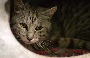 Wesprzemy białołęckie koty? "Muszą coś jeść"