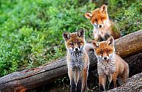 Coraz więcej lisów na naszych ulicach