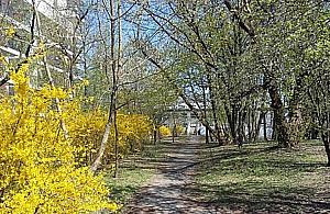 "Uratujmy skwer Kaliny". Mieszkańcy nie chcą kolejnego bloku