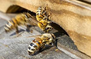 Miododajny Żoliborz, czyli... pszczelarski sezon rozpoczęty