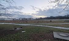 "Prasłowiańska grusza" powróci na pole PGR?