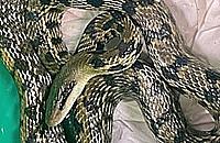 Nieproszony gość przy Wieśniaczej. Wystraszeni mieszkańcy wszczęli alarm