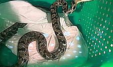 Nieproszony gość przy Wieśniaczej. Wystraszeni mieszkańcy wszczęli alarm