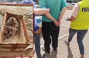 Dramat zwierząt z Bródna. Wyrzucił psa z 5 piętra, kota omal nie upiekł