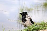 Wirus Gorączki Zachodniego Nilu w Warszawie. Czy jest się czego bać?