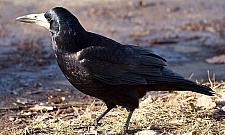 Wirus Gorączki Zachodniego Nilu w Warszawie. Czy jest się czego bać?