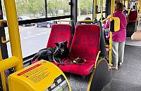 Pies siedzi, ludzie stoją. "Z fanatyzmem psiarzy ciężko dyskutować"