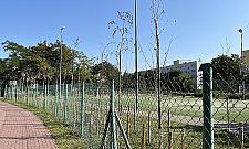 "Ekologia" w Legionowie. Około 300 drzew wysuszyli na słońcu