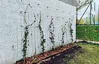 Na Bielanach zazielenią się ściany