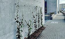 Na Bielanach zazielenią się ściany