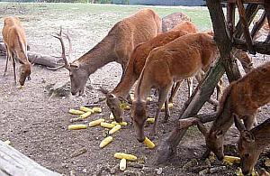 Dały nogę z zagrody. Jelenie na ulicach Białołęki Dworskiej