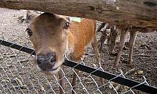 Dały nogę z zagrody. Jelenie na ulicach Białołęki Dworskiej