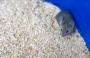 Jakie są objawy obecności gryzoni w domu? Kiedy zlecić deratyzację w Warszawie?