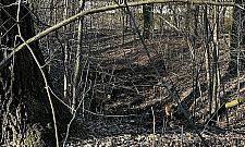 Park Wiśniewo uratowany przed zabudową