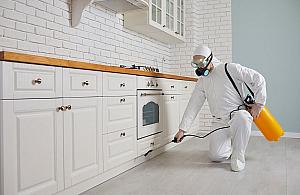 Dezynsekcja w domu i mieszkaniu - co powinieneś wiedzieć?