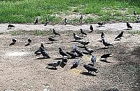 Na Bemowie powstaną dodatkowe strefy dokarmiania ptactwa?