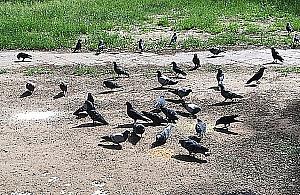 Na Bemowie powstaną dodatkowe strefy dokarmiania ptactwa?