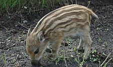 Coraz więcej dzików w mieście. Sposobem ratusza są... ulotki i plakaty