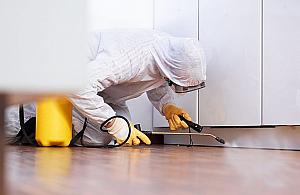 Pluskwy w Domu - Dlaczego Warto Je Zwalczać i Jak Zrobić To Skutecznie?