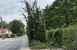Ten chodnik to symbol Białołęki. Na co czekają władze dzielnicy i ZDM?