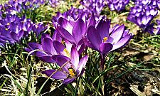 Będzie więcej kwiatów w alei Wojska Polskiego