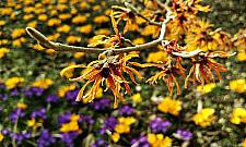 Będzie więcej kwiatów w alei Wojska Polskiego