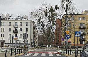 Jemioła niszczy drzewa. Wkrótce akcja, która jest kroplą w morzu