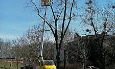 Jemioła niszczy drzewa. Wkrótce akcja, która jest kroplą w morzu