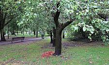 Stół i toi-toi na Sadach Żoliborskich. Małe sprawy, duże emocje