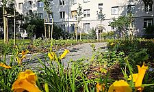 Zielona rewolucja na Mokotowie. Nowe podwórka i ulice pełne drzew